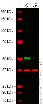 Western blot - Human KRT13 knockout A-431 cell lysate (AB269647), expandable thumbnail