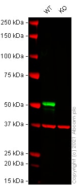 Western blot - Human KRT13 knockout A-431 cell lysate (AB269647), expandable thumbnail