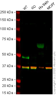 Western blot - Human KRT14 (Cytokeratin 14) knockout A-431 cell lysate (AB261706)