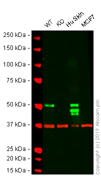 Western blot - Human KRT14 (Cytokeratin 14) knockout A-431 cell lysate (AB261706)