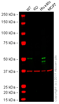 Western blot - Human KRT14 (Cytokeratin 14) knockout A-431 cell lysate (AB261706), expandable thumbnail