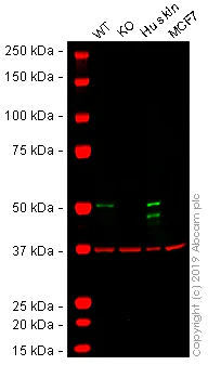 Western blot - Human KRT14 (Cytokeratin 14) knockout A-431 cell lysate (AB261706)