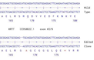 Next Generation Sequencing - Human KRT7 knockout A549 cell line (AB261867), expandable thumbnail
