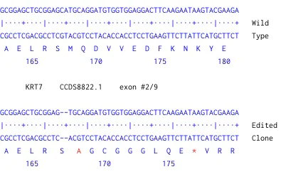 Next Generation Sequencing - Human KRT7 knockout A549 cell line (AB261867)