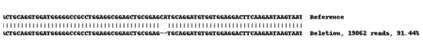 Next Generation Sequencing - Human KRT7 knockout A549 cell line (AB261867), expandable thumbnail