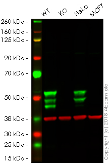 Western blot - Human KRT7 knockout A549 cell line (ab261867), expandable thumbnail