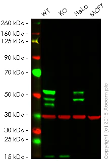 Western blot - Human KRT7 knockout A549 cell lysate (AB261676)