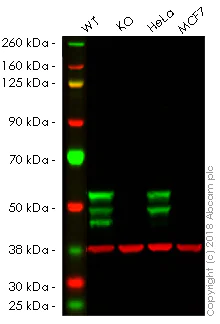 Western blot - Human KRT7 knockout A549 cell lysate (AB261676)