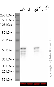 Western blot - Human KRT7 knockout A549 cell lysate (AB261676)