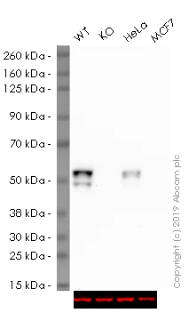 Western blot - Human KRT7 knockout A549 cell lysate (AB261676)