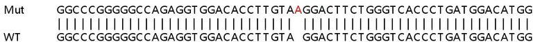 Sanger Sequencing - Human KRT8 (Cytokeratin 8) knockout HeLa cell line (AB255400)