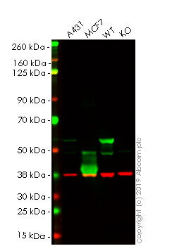 Western blot - Human KRT8 (Cytokeratin 8) knockout HeLa cell line (AB255400)