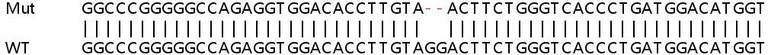 Sanger Sequencing - Human KRT8 (Cytokeratin 8) knockout HeLa cell lysate (AB263785)