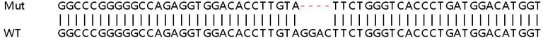 Sanger Sequencing - Human KRT8 (Cytokeratin 8) knockout HeLa cell lysate (AB263785)