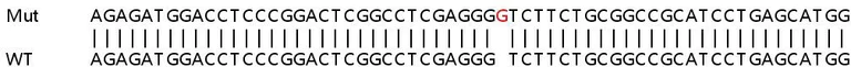 Sanger Sequencing - Human KXD1 (C19orf50) knockout HEK-293T cell line (AB266559)