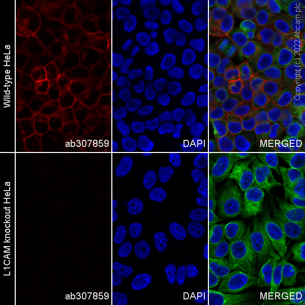 Immunocytochemistry/ Immunofluorescence - Human L1CAM knockout HeLa cell line (AB255401)