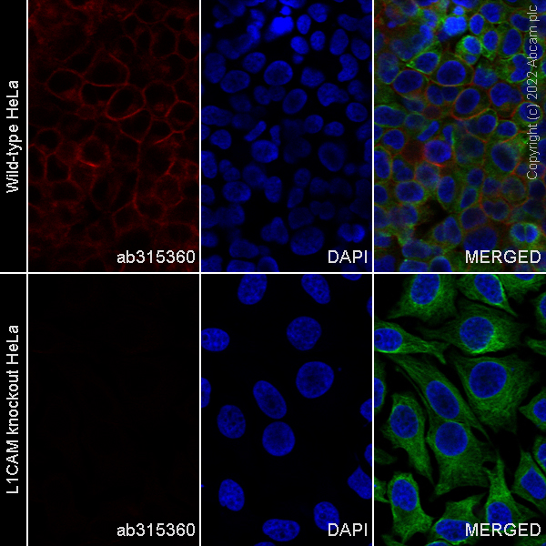 Immunocytochemistry/ Immunofluorescence - Human L1CAM knockout HeLa cell line (AB255401)