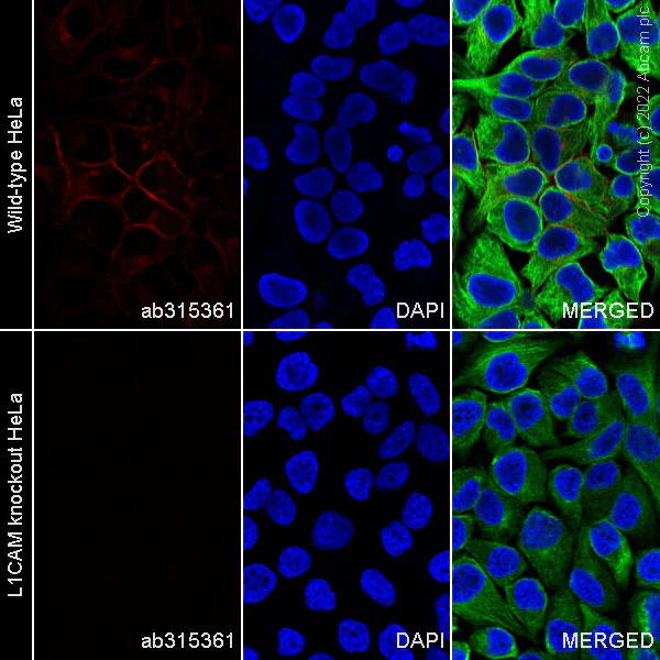 Immunocytochemistry/ Immunofluorescence - Human L1CAM knockout HeLa cell line (AB255401)