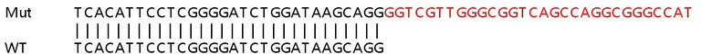 Sanger Sequencing - Human L1CAM knockout HeLa cell line (AB255401)