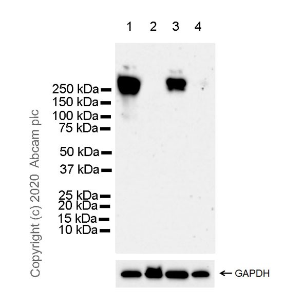 Western blot - Human L1CAM knockout HeLa cell line (AB255401)