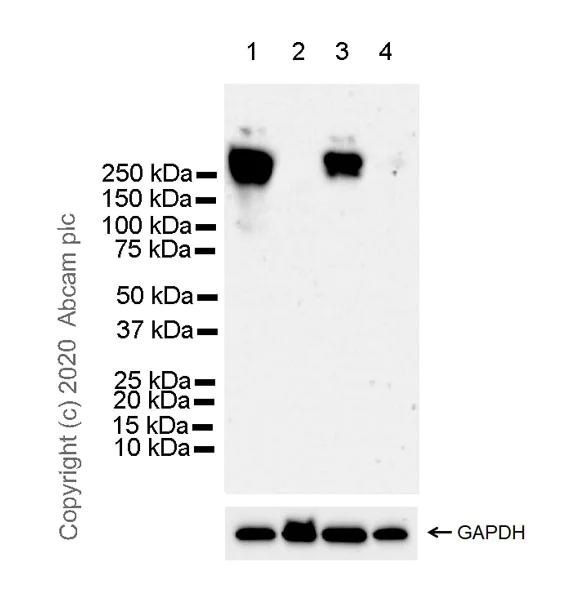 Western blot - Human L1CAM knockout HeLa cell line (AB255401)