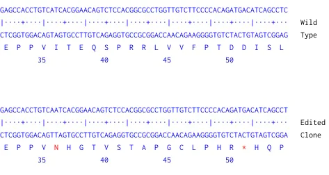 Next Generation Sequencing - Human L1CAM knockout HeLa cell line (AB273836)