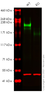 Western blot - Human L1CAM knockout HeLa cell lysate (AB273790), expandable thumbnail