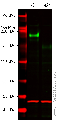 Western blot - Human L1CAM knockout HeLa cell lysate (AB273790), expandable thumbnail