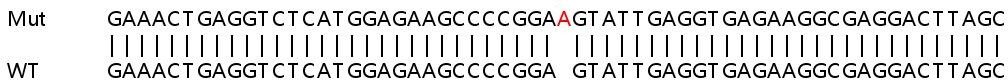Sanger Sequencing - Human L3MBTL2 knockout HeLa cell line (AB264904)