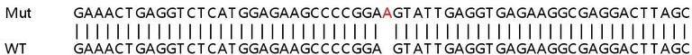 Sanger Sequencing - Human L3MBTL2 knockout HeLa cell lysate (AB258936)