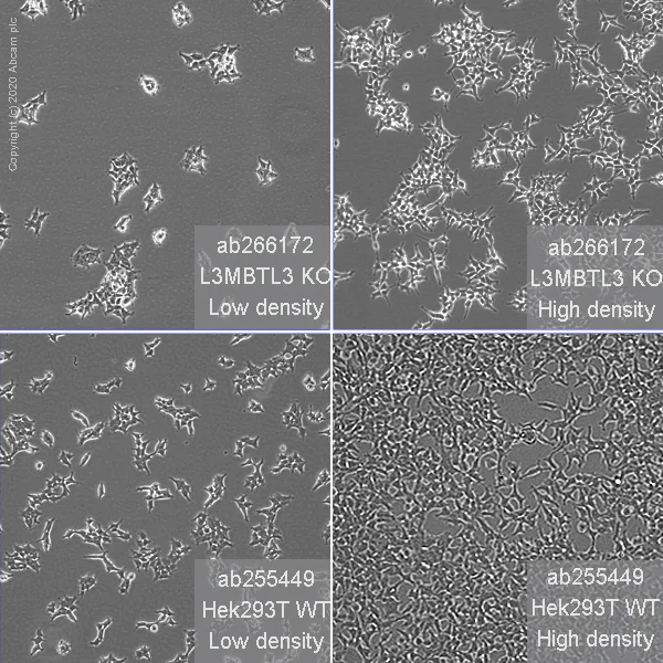 Cell Culture - Human L3MBTL3 knockout HEK-293T cell line (AB266172)