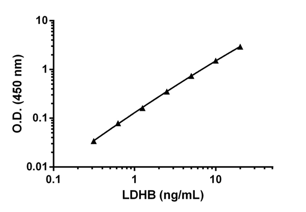 Sandwich ELISA - Human Lactate Dehydrogenase B / LDH-B ELISA Kit (AB183367)