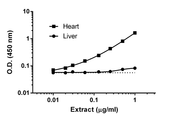 Sandwich ELISA - Human Lactate Dehydrogenase B / LDH-B ELISA Kit (AB183367), expandable thumbnail