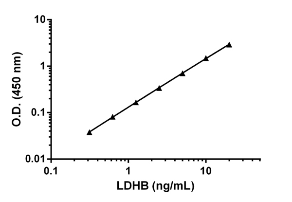 Sandwich ELISA - Human Lactate Dehydrogenase B / LDH-B ELISA Kit (AB183367), expandable thumbnail