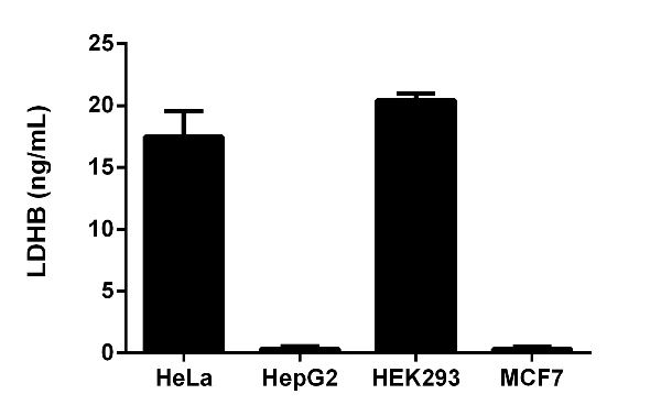 Sandwich ELISA - Human Lactate Dehydrogenase B / LDH-B ELISA Kit (AB183367)