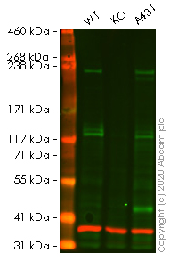 Human LAMA3 knockout HeLa cell line