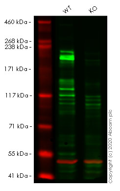 Western blot - Human LAMB1 (Laminin beta 1) knockout HeLa cell lysate (AB257499), expandable thumbnail