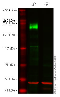 Western blot - Human LAMB1 (Laminin beta 1) knockout HeLa cell lysate (AB257499), expandable thumbnail