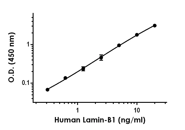 Sandwich ELISA - Human Lamin B1 ELISA Kit (AB252351)