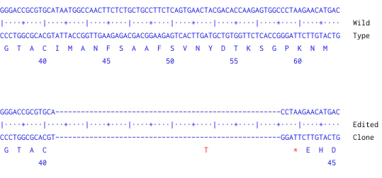Next Generation Sequencing - Human LAMP1 knockout A549 cell line (AB288919)