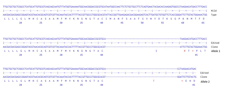 Next Generation Sequencing - Human LAMP1 knockout HCT116 cell line (AB289151)
