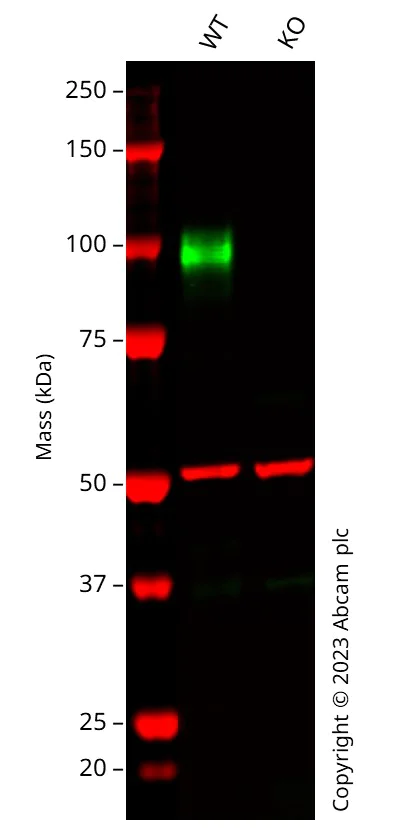 Western blot - Human LAMP2 knockout HeLa cell line (AB255402)