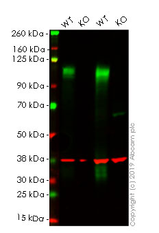 Western blot - Human LAMP2 knockout HeLa cell lysate (AB263861)