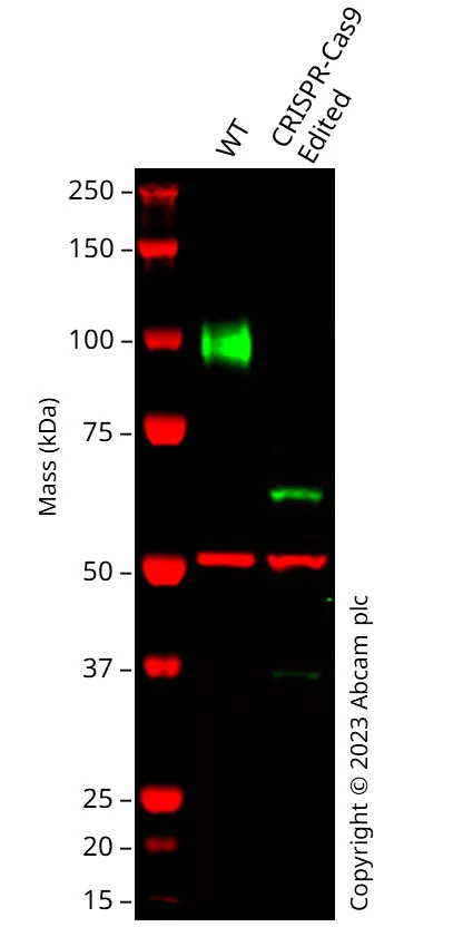 Western blot - Human LAMP2 knockout HeLa cell lysate (AB263861)
