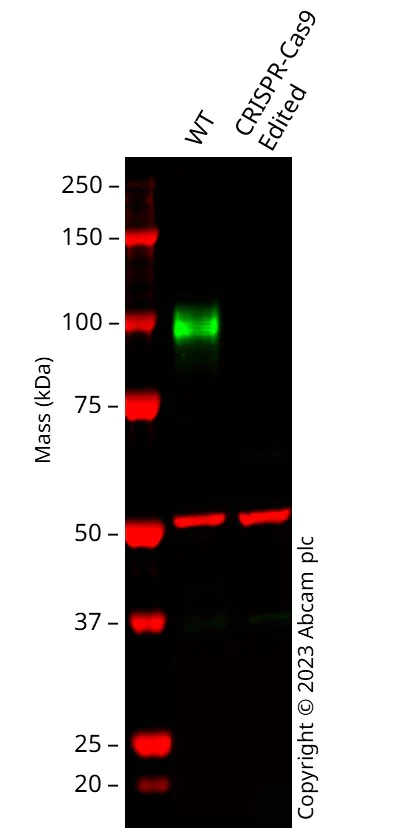 Western blot - Human LAMP2 knockout HeLa cell lysate (AB263861)