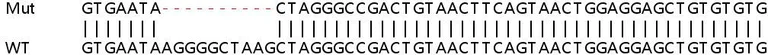 Sanger Sequencing - Human LAMP3 knockout HeLa cell lysate (AB258490)
