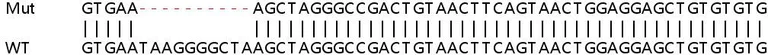 Sanger Sequencing - Human LAMP3 knockout HeLa cell lysate (AB258490)