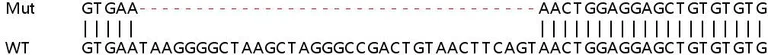 Sanger Sequencing - Human LAMP3 knockout HeLa cell lysate (AB258490)