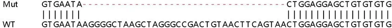 Sanger Sequencing - Human LAMP3 knockout HeLa cell lysate (AB258490)