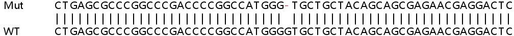 Sanger Sequencing - Human LAMTOR1 knockout HeLa cell line (AB265351), expandable thumbnail